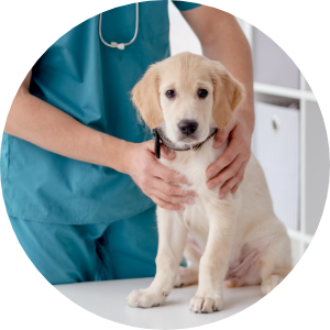 動物のストレスに配慮した院内環境